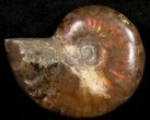 Flashy Red Iridescent Ammonite - Wide #10371-1